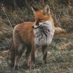 Close-up of a red fox standing in a grassy wilderness, exuding elegance and beauty.