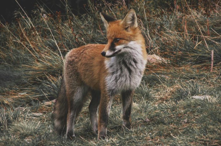 Close-up of a red fox standing in a grassy wilderness, exuding elegance and beauty.