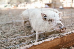 Adorable piglet peeking through a farm fence on a sunny day.